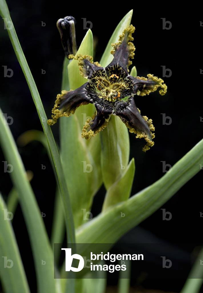 Flower of Starfish iris on black background