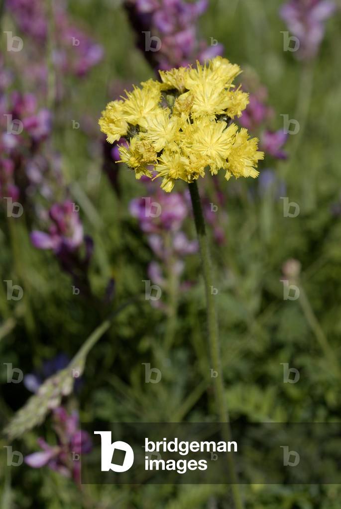 Hieracium angustifolium/Eperviere with Tiger Leaves/Glacier Eperviere