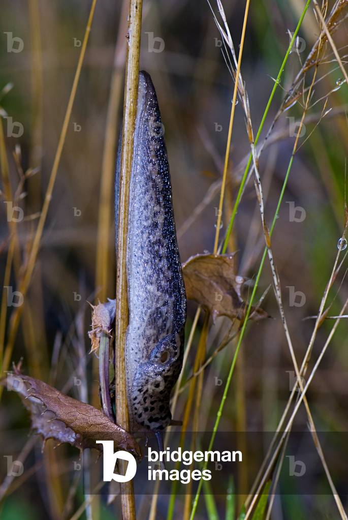Limax maximus/Leopard slug/Great grey slug