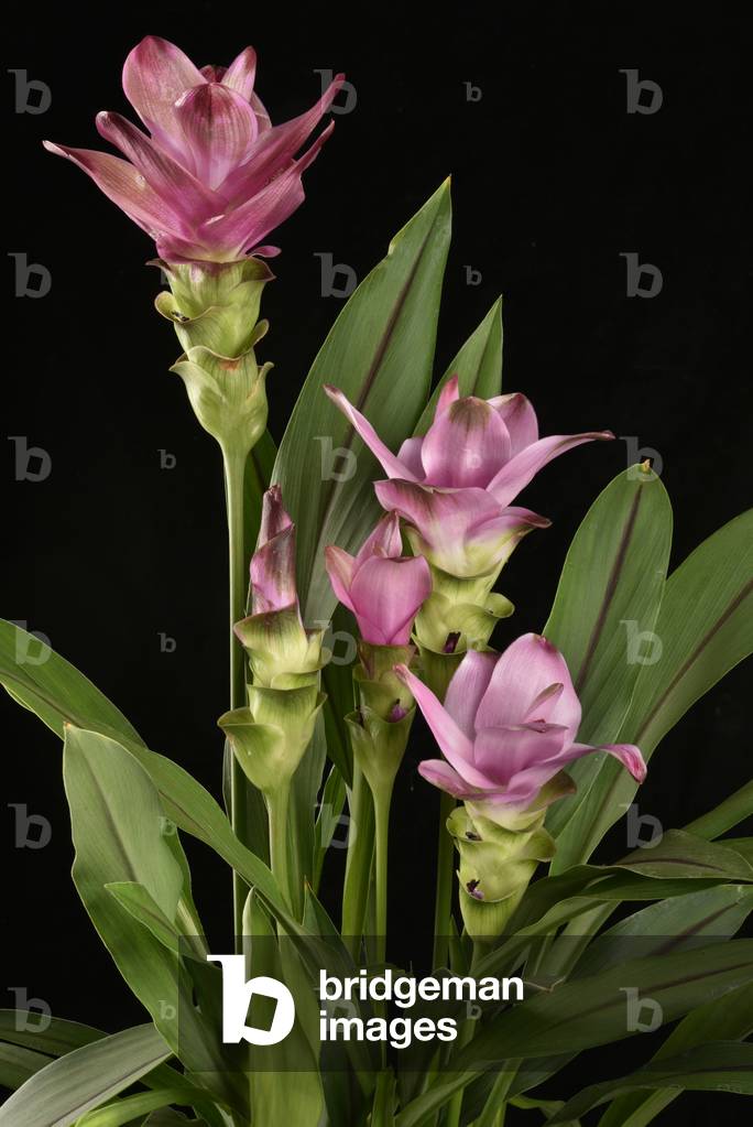 Curcuma Alismatifolia Curcuma 'Healthy joy'