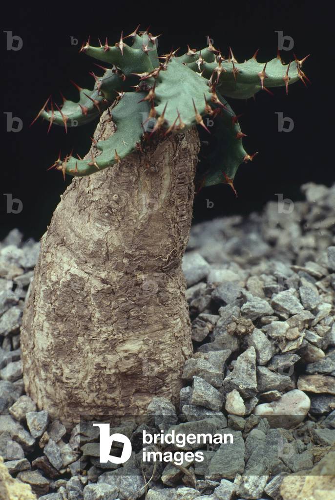 Euphorbia squarrosa/Euphorbia/Spurge