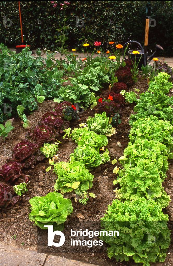 Vegetable garden/lettuce 'Big Lazy Blonde', 'Babylon', 'Black Seeded Simpson'
