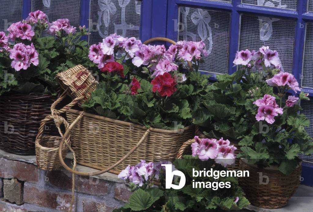 Pelargonium x/Pelargonium large flowers