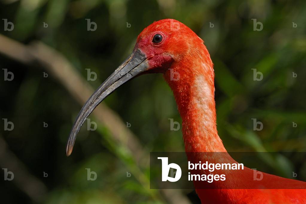 Eudocimus ruber/Ibis rouge/Scarlet Ibis