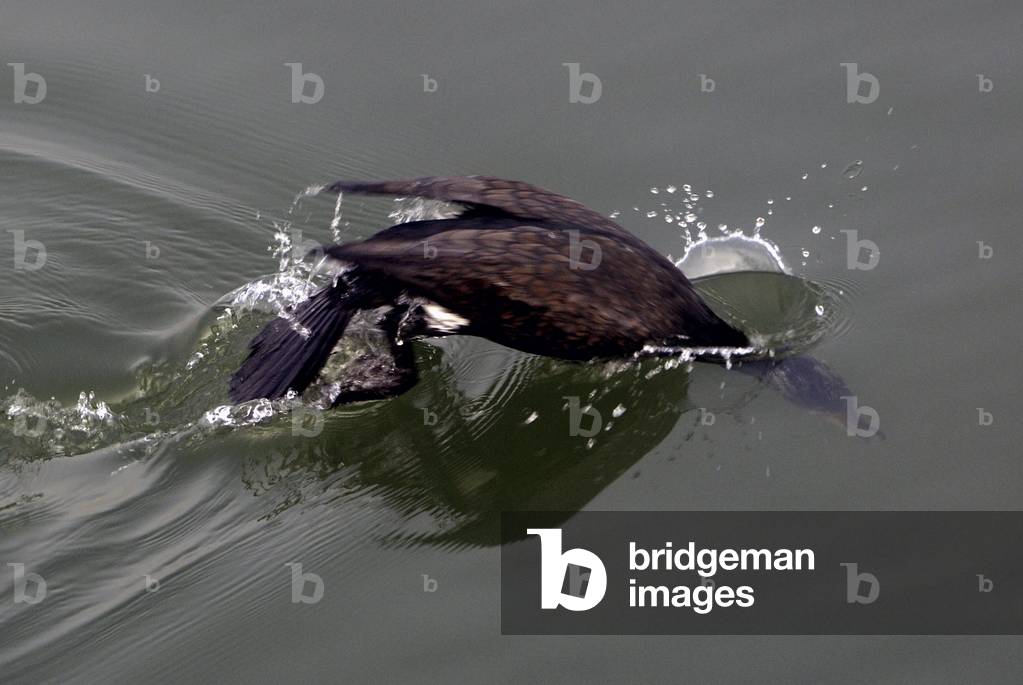 Carbo Phalacrocorax/Great Cormorant