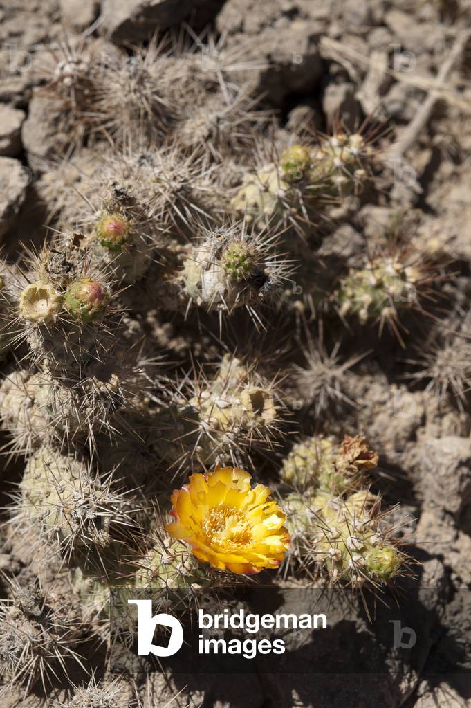 Opuntia ovata/Pactus