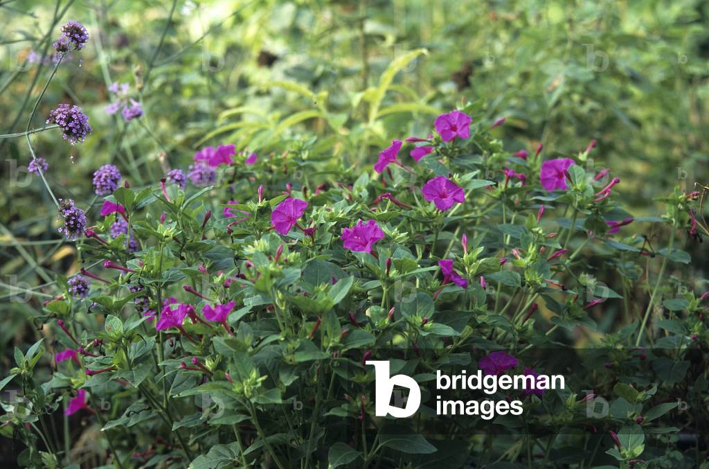 Mirabilis jalapa/Night Beauty/Four O'Clock