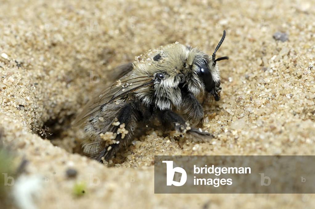 Cunicularius Colletes/Cunicularius Collete/Terrier