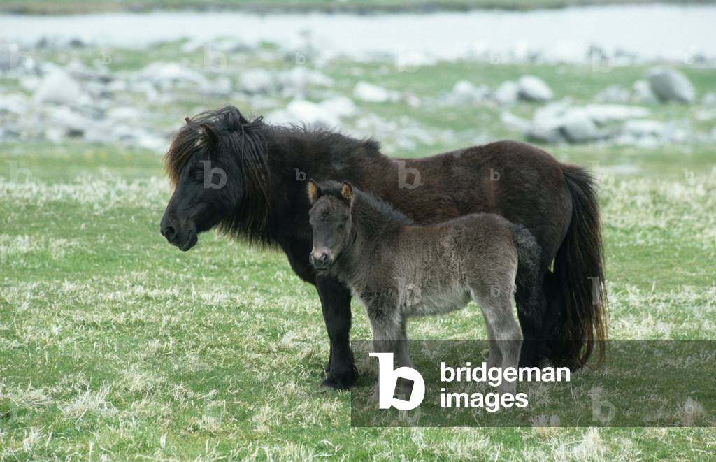 Shetland Pony/Foal/Mare