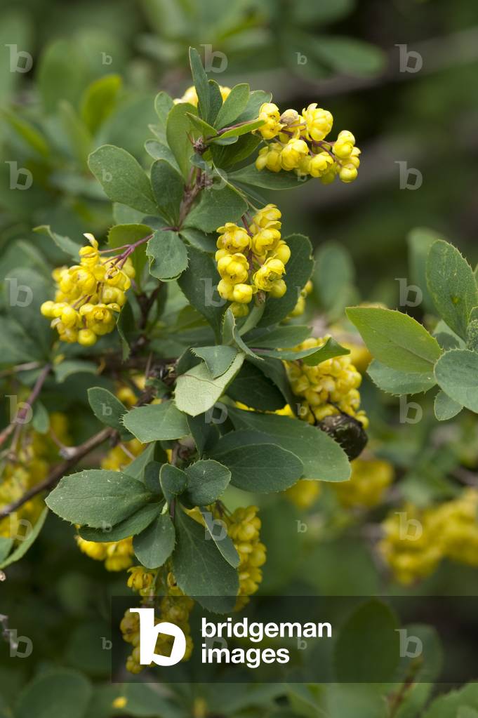 Berberis vulgaris/Berberis/Wine maker/Barberry/Berberry