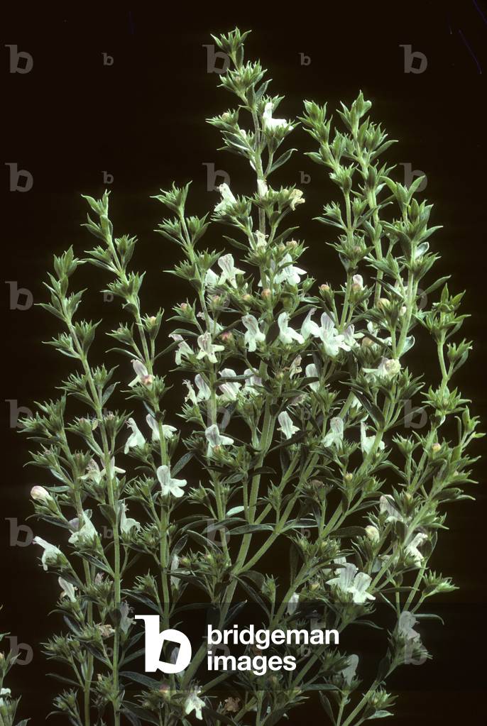 Montana Satureja/Mountain Savory/Perennial Savory/Perennial Savory