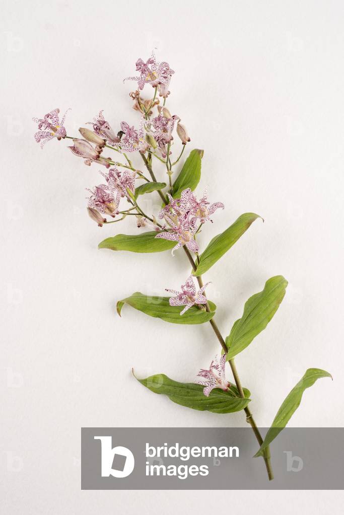 Tavola botanica/Tricyrtis hirta/Giglio di campo/Giglio di rospo formosa