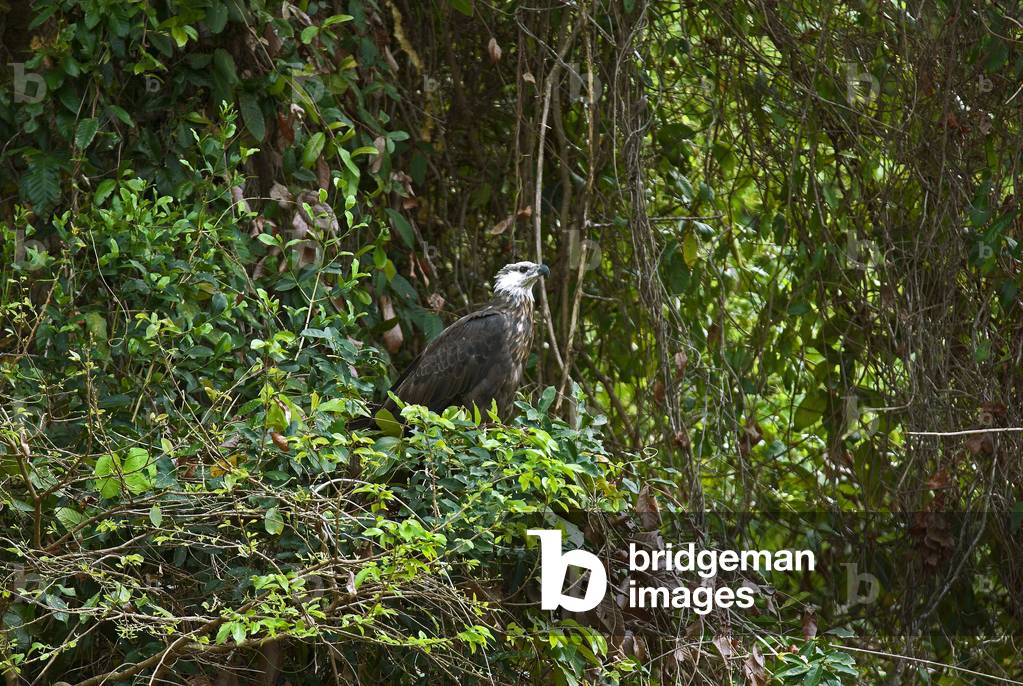 Haliaeetus vociferoides/Madagascar Eagle/Madagascar Fish Eagle