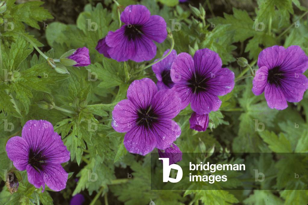 Geranium psilostemon/Geranium of Armenia/Granesbill