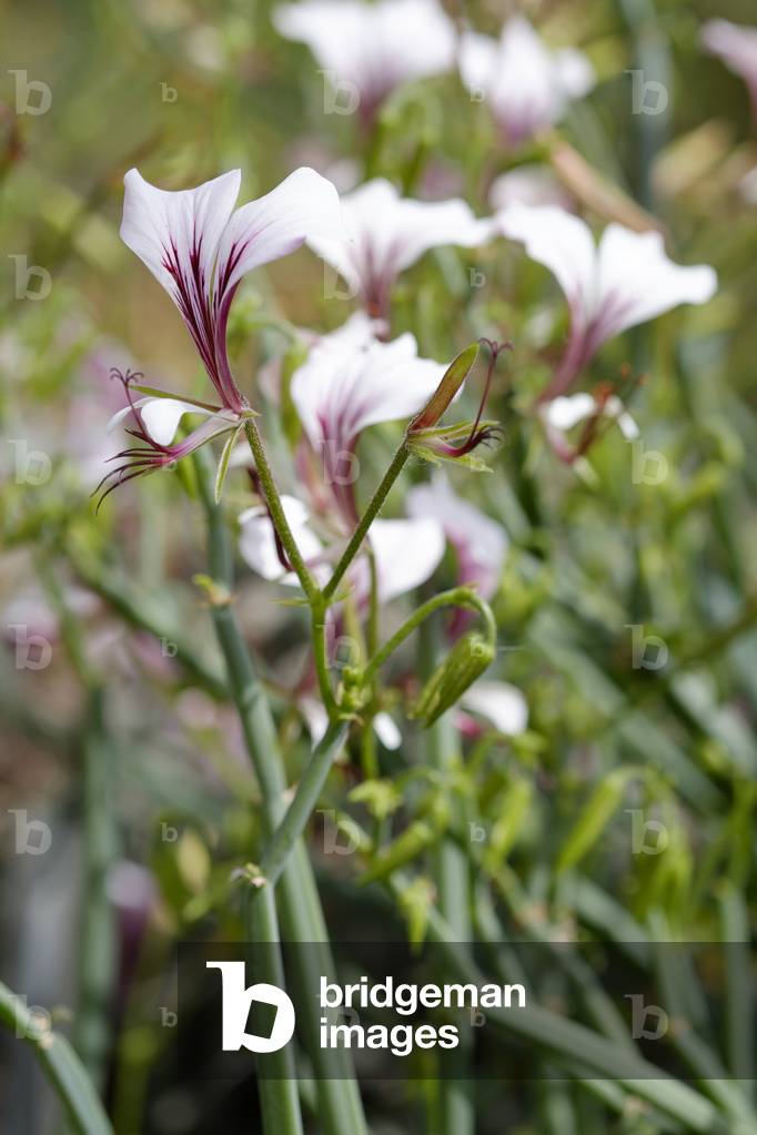 Pelargonium tetragonium