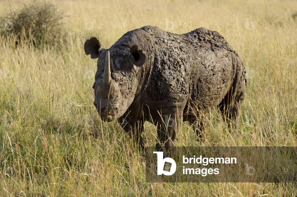 Diceros bicornis/Black Rhinoceris/Black Rhinoceros