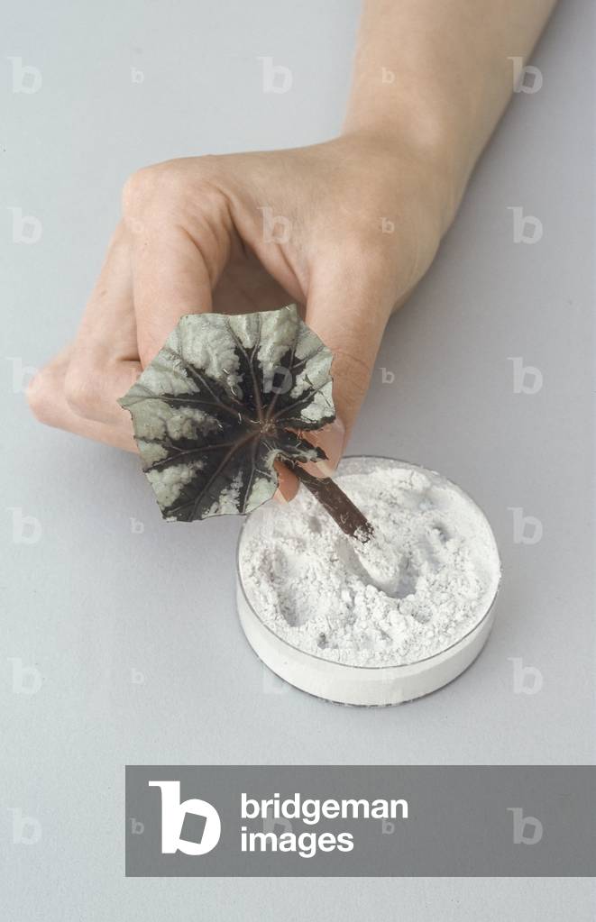 Propagation/Begonia cutting/Growth hormone