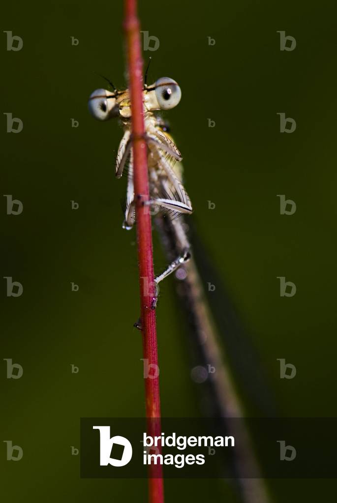 Platycnemis pennipes/Wide-legged Agrion/White Legged Damsel Fly