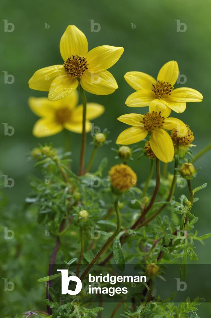 Bidens ferulifolia/Ferule leaf bident