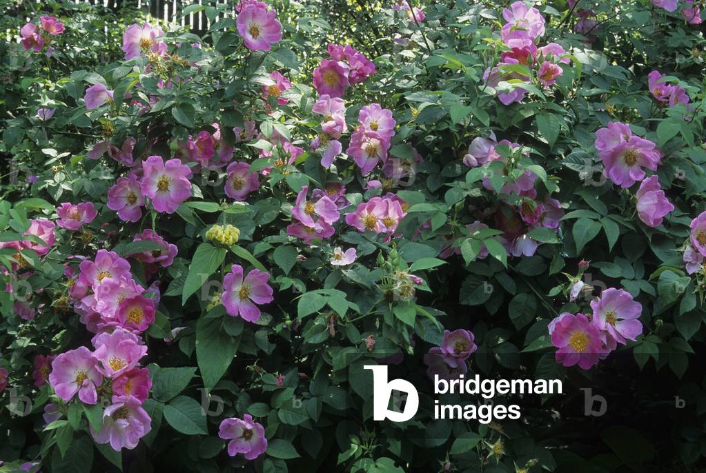 Rosa x/Pink 'Complicata'/Pink 'Ariana d'Algier'