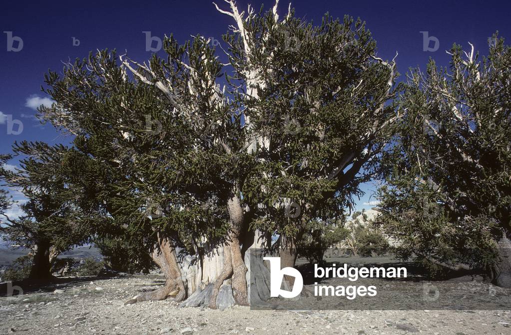 Bristlecone pine/Hook pine/Pinus aristata/5000 years old/Oldest trees in the world/White Mountains/Sierra Nevada/USA