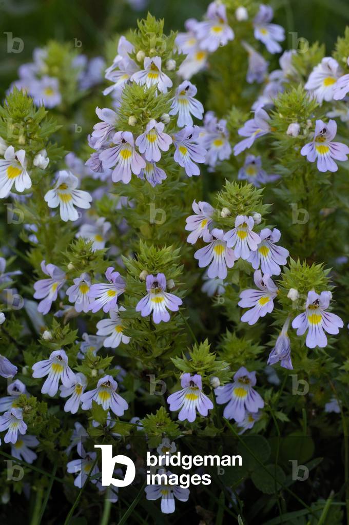 Euphrasia alpina/Euphraise of the Alps/Alpine Eyebright