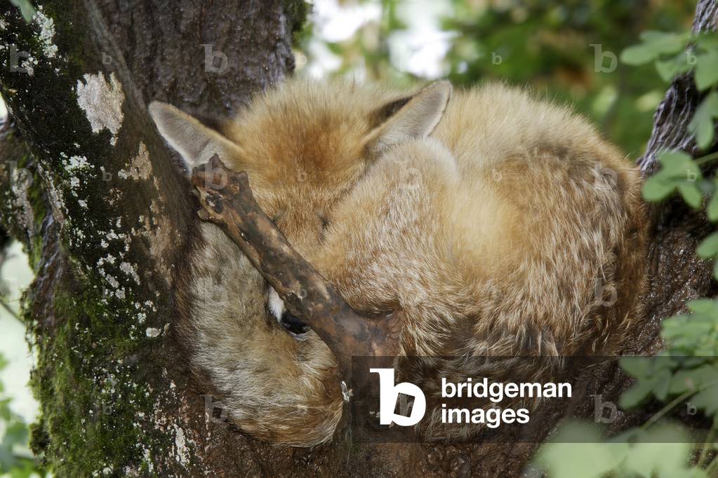 Volpe/Volpe rossa/Volpe Rossa 