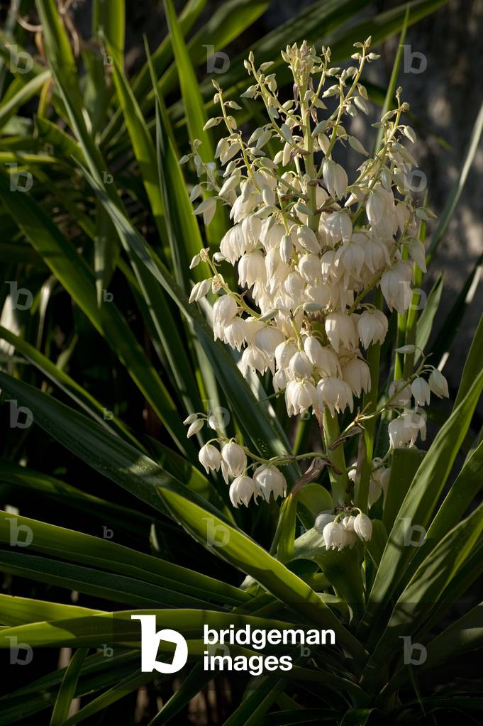 Yucca elephantipes/Yucca elephant foot