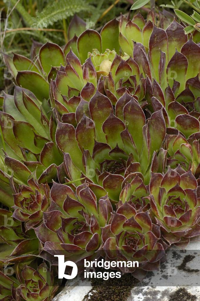 Sempervivum tectorum subsp. alpinum/Boutigny Joubarb/Alpine Joubarb