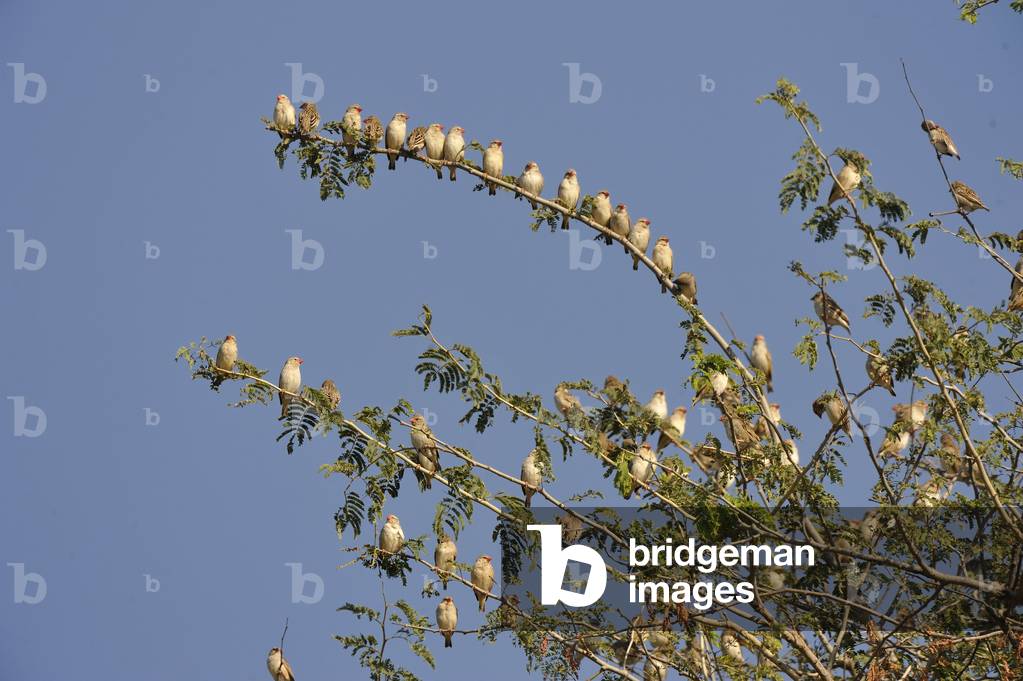 Quelea erythrops/Red-headed Quelea
