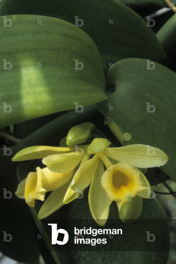 Vanilla fragrans/Vanilla Bourbon