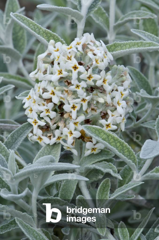 Buddleia davidii 'Silver Birthday'/Butterfly Tree