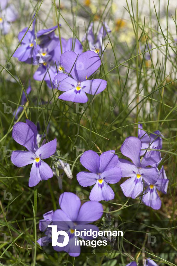 Viola valderia/Valdieri Violet/Pensee de Valdieri
