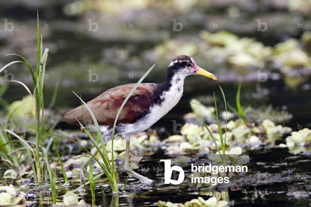 Jacana jacana/Jacana black/Wattled Jacana