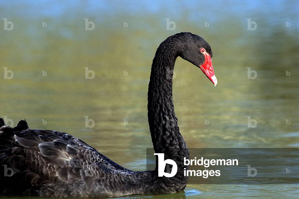 Chenopis atrata/Black Swan/Black Swan