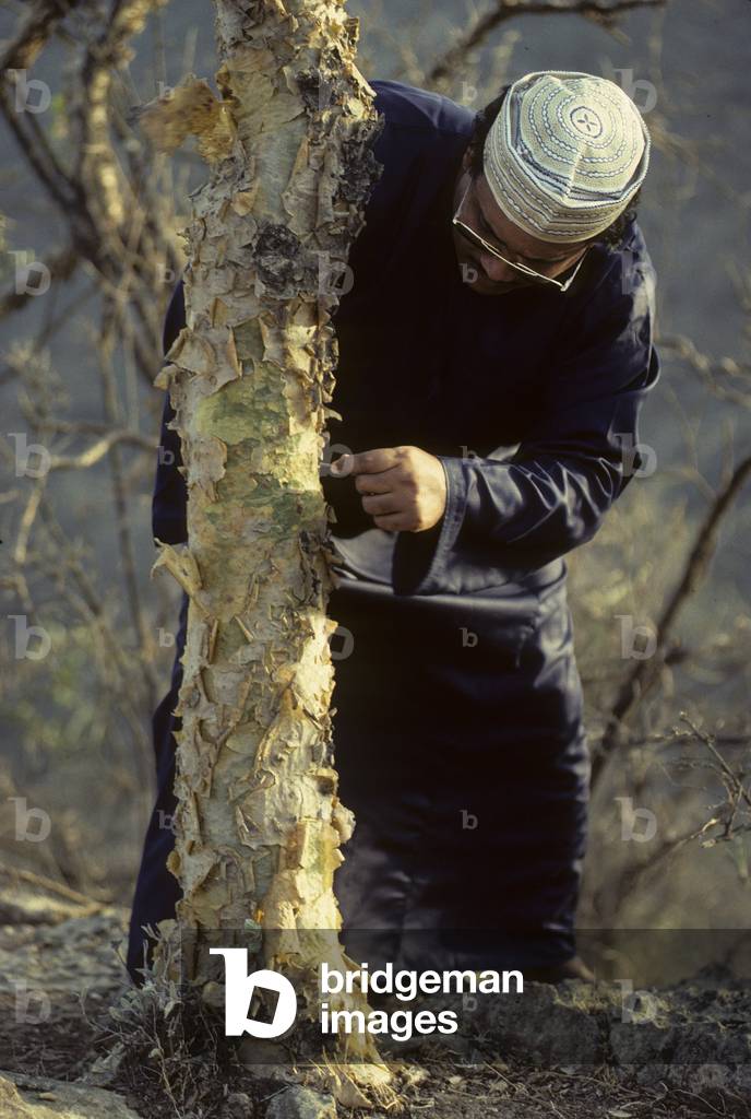 Commiphora myrrha/Myrrh/Incision of the bark