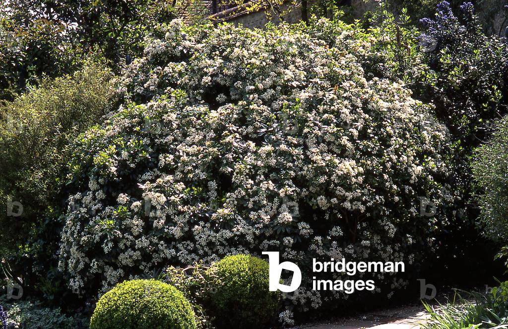 Choisya ternata/Mexican Orange/Mexican Orange Blossom