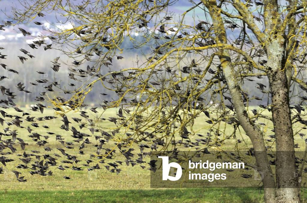 Sturnus vulgaris/Starling/Common Starling