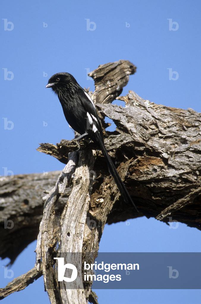 Corvinella melanoleuca/Black and white corvinelle/Eastern Long Tailed Shrike