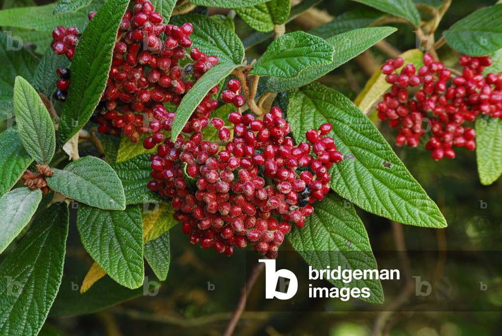 Viburnum rhytidophyllum/Viorne ridee/Viorne a leaf ridee/Leather Leaved Viburnum