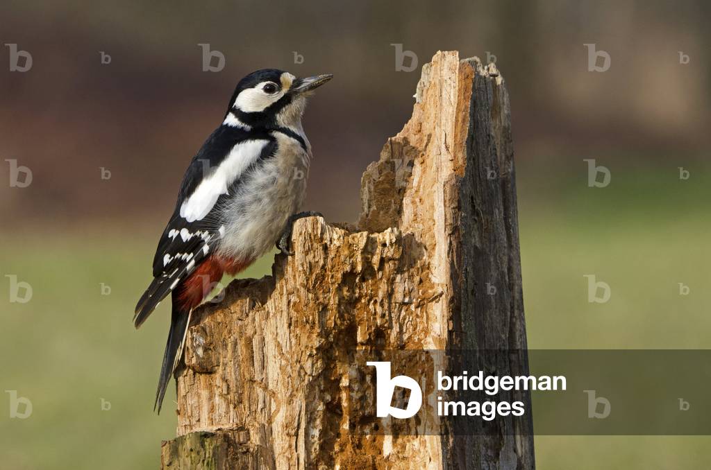Dendrocopos major/Woodpecker/Great Spotted Woodpecker/Male
