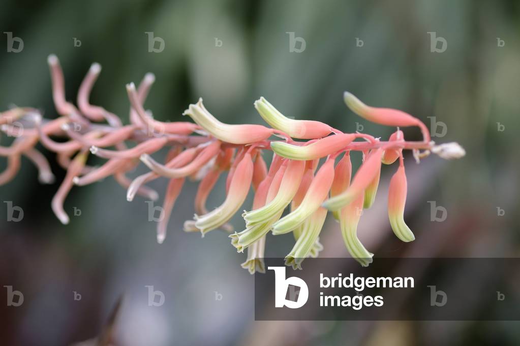 Gasteria carinata var. carinata