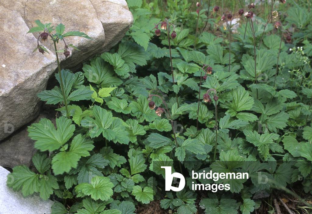 Rivale Geum/Brook Benoite/Purple Avens
