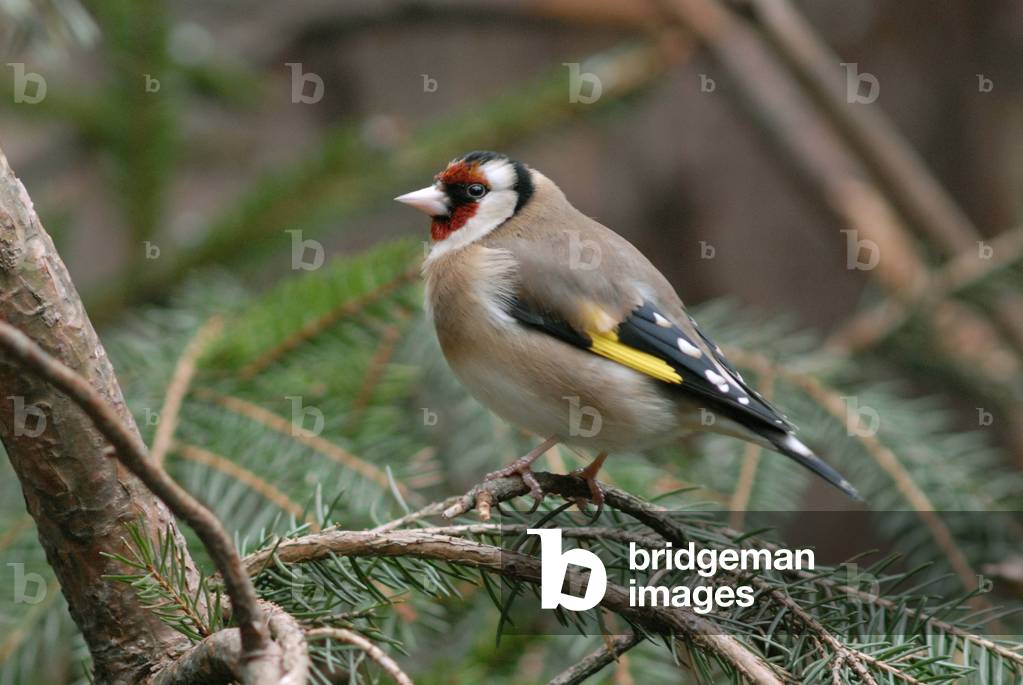 Carduelis carduelis/Chardonneret elegant/Eurasian Goldfinch
