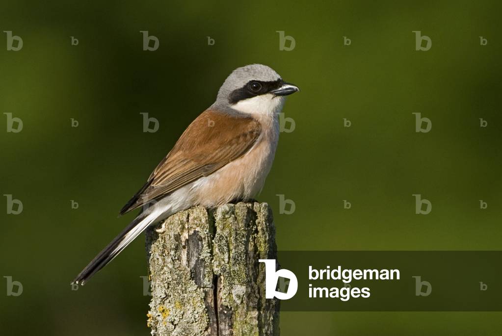 Lanius collurio/Red Backed Shrike/Male