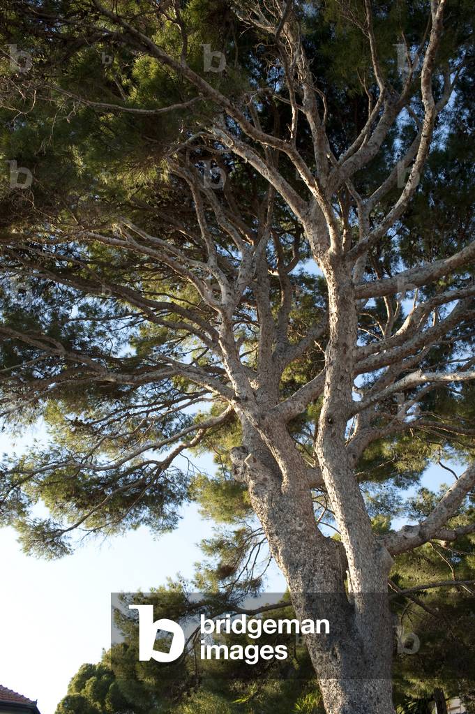 Pinus halepensis/Aleppo Pine/Jerusalem Pine/Aleppo Pine