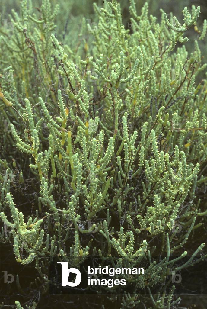 Salicornia fruticosa/Woody Salicorn