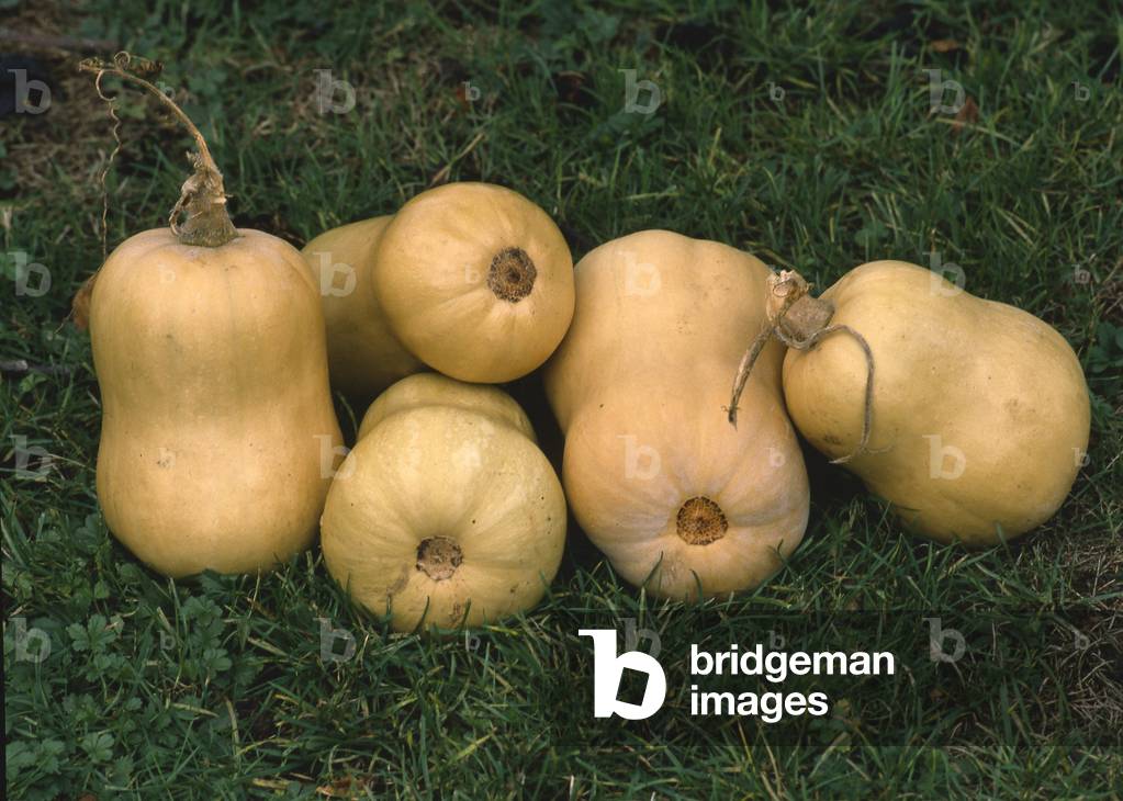 Cucurbita moschata/Butternut pumpkin