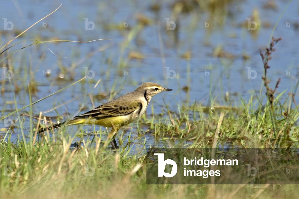 Motacilla flava/Spring Bergeronnette/Yellow Wagtail