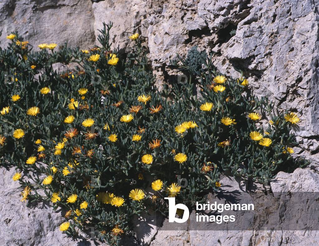 Lampranthus aureus